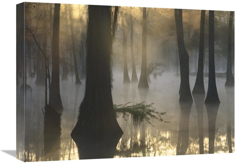 Global Gallery GCS-452056-1824-142 18 x 24 in. Bald Cypress Grove in F