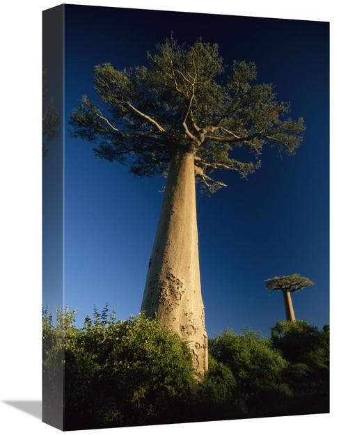 Global Gallery GCS-452651-1218-142 12 x 18 in. Grandidiers Baobab Tree