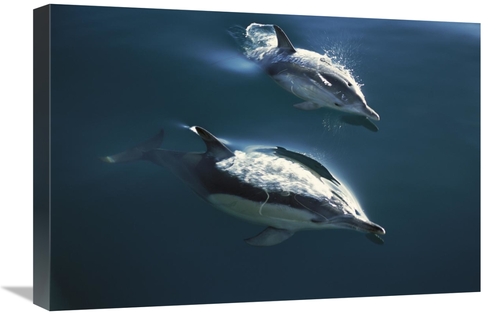 Global Gallery GCS-451698-1624-142 16 x 24 in. Common Dolphin Pair Jum