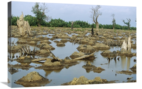 20 x 30 in. Mangrove in Mahakam Delta 80 Precent Destroyed in 2001 Bec