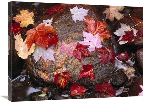 Global Gallery GCS-452021-2432-142 24 x 32 in. Maple Leaves in Sable C