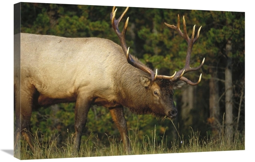 Global Gallery GCS-451991-2030-142 20 x 30 in. Elk Grazing, North 