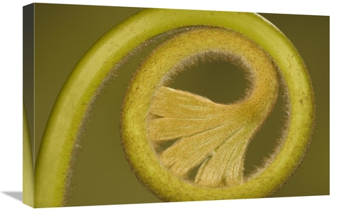 Global Gallery GCS-395318-1624-142 16 x 24 in. Young Fern Rolled Up&#4