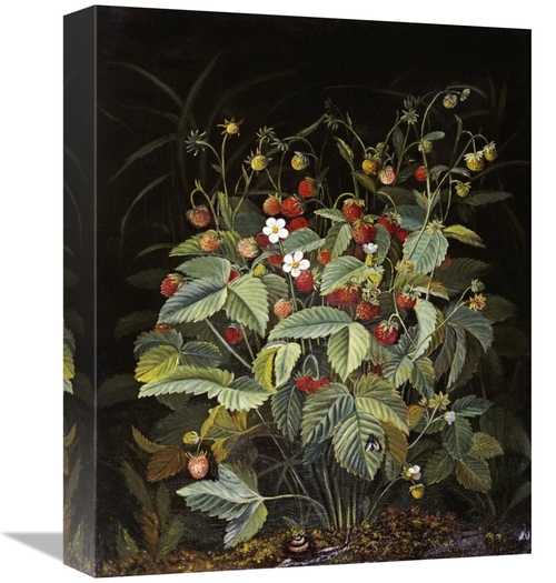 Global Gallery GCS-268353-16-142 16 in. Wild Strawberries Art Print - 