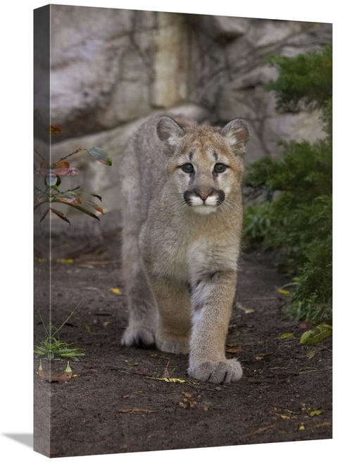 Global Gallery GCS-450898-1624-142 16 x 24 in. Mountain Lion Cub Walki