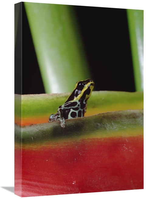 Global Gallery GCS-450758-1624-142 16 x 24 in. Rio Madeira Poison Frog