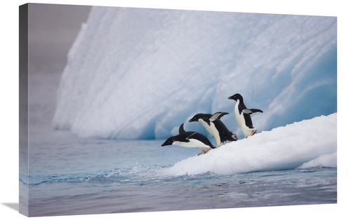 Global Gallery GCS-395832-2030-142 20 x 30 in. Adelie Penguin Trio Div