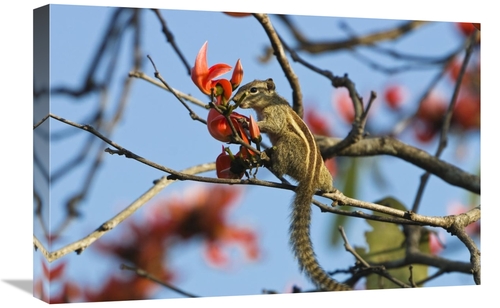 Global Gallery GCS-453620-1624-142 16 x 24 in. Five-Striped Palm Squir