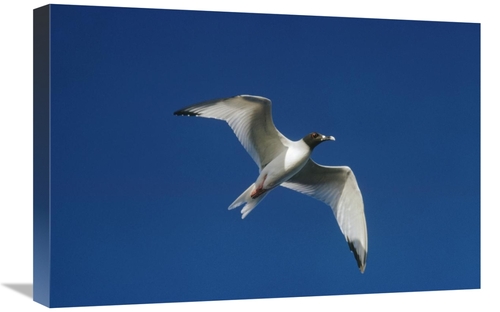 Global Gallery GCS-451297-1624-142 16 x 24 in. Swallow-Tailed Gull Fly
