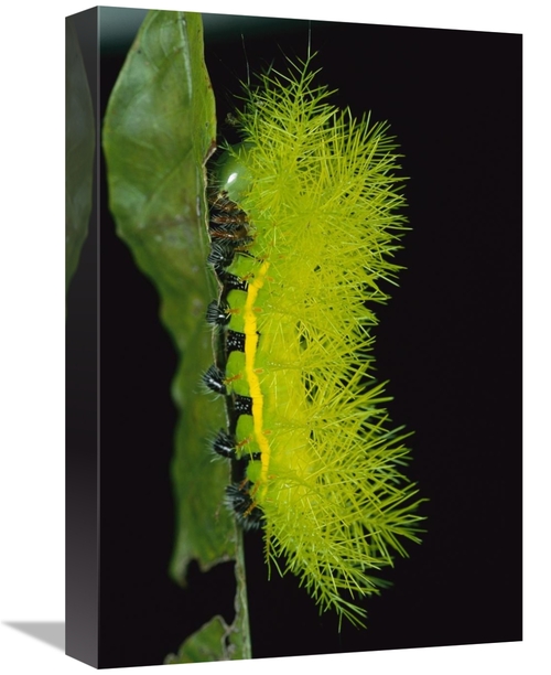 Global Gallery GCS-398561-1218-142 12 x 18 in. Cup Moth Caterpillar Ha