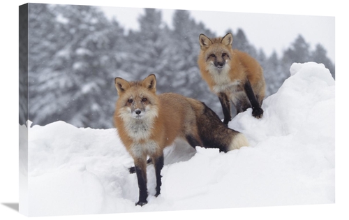 Global Gallery GCS-397093-2030-142 20 x 30 in. Red Fox Pair in Snow Fa