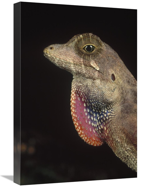 Global Gallery GCS-450923-1624-142 16 x 24 in. Anolis Lizard Portrait&