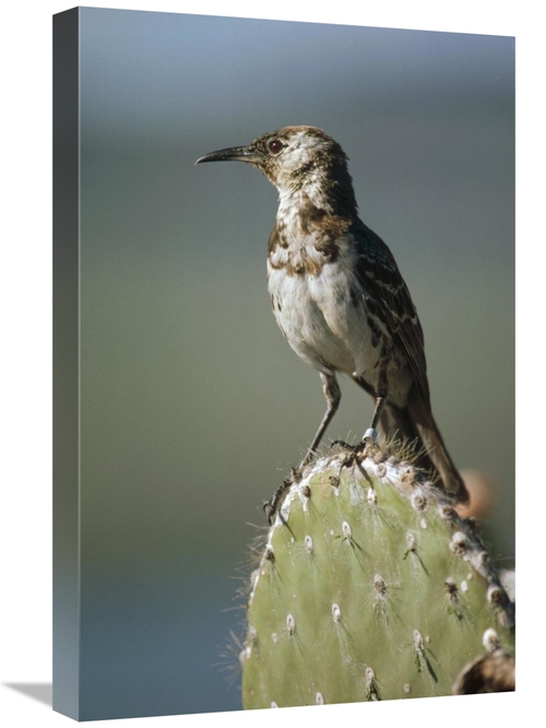 16 x 24 in. Charles Mockingbird, Champion Island, Galapagos Is