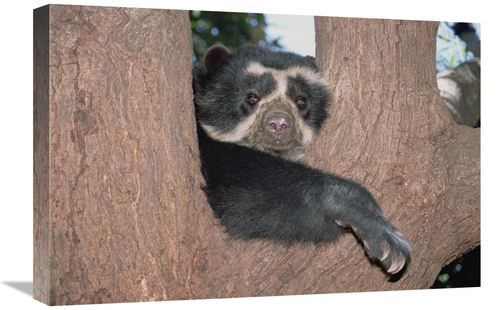 Global Gallery GCS-451507-1624-142 16 x 24 in. Spectacled Bear Resting