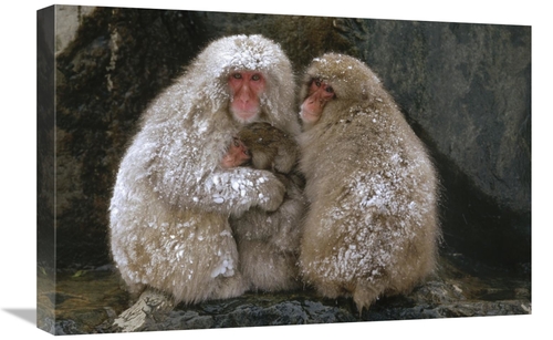 Global Gallery GCS-398501-1624-142 16 x 24 in. Japanese Macaque Family