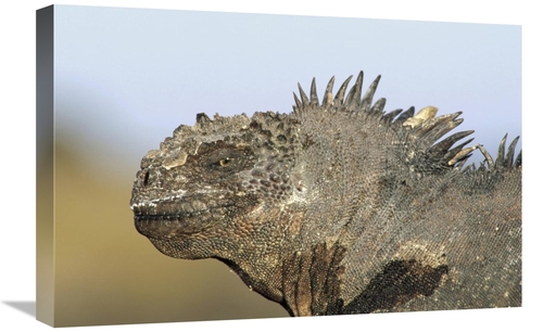 16 x 24 in. Marine Iguana Male, Santa Cruz Island, Galapagos I