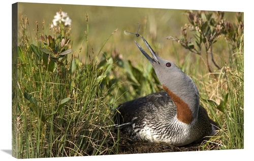 Global Gallery GCS-451942-2436-142 24 x 36 in. Red-Throated Loon Snaps