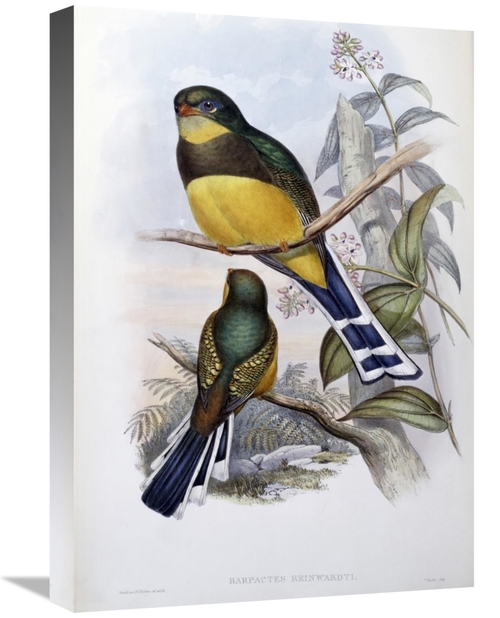 Global Gallery GCS-277784-22-142 22 in. Reinwardts Trogon Art Print - 