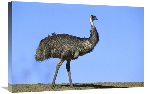 Global Gallery GCS-452567-2030-142 20 x 30 in. Emu Portrait, Sturt