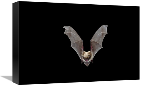 Global Gallery GCS-395718-1218-142 12 x 18 in. Yuma Myotis Bat, Fe