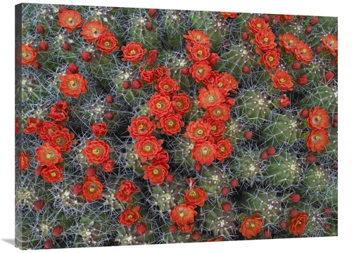 Global Gallery GCS-396537-3040-142 30 x 40 in. Claret Cup Cactus Detai