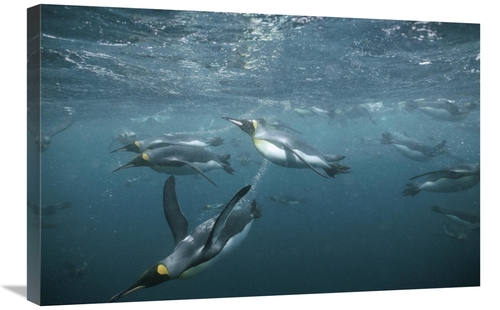 Global Gallery GCS-451116-2030-142 20 x 30 in. King Penguins Swimming 