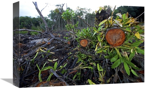 Global Gallery GCS-398557-1218-142 12 x 18 in. Red Mangrove Old Growth