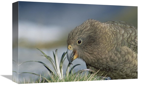 Global Gallery GCS-451505-1218-142 12 x 18 in. Kea Feeding, Fox Gl