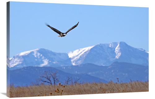 Global Gallery GCS-486523-40-142 40 in. Call of the Wild Art Print - V