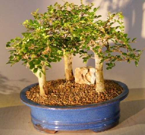 Chinese Elm Bonsai Tree - Aged Three (3) Tree Forest Group (ulmus