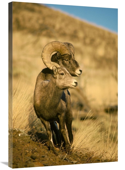 Global Gallery GCS-451861-2436-142 24 x 36 in. Bighorn Sheep Pair,