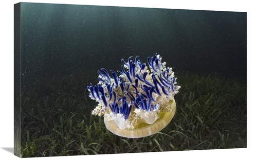 Global Gallery GCS-397920-2030-142 20 x 30 in. Upside-Down Jellyfish&#