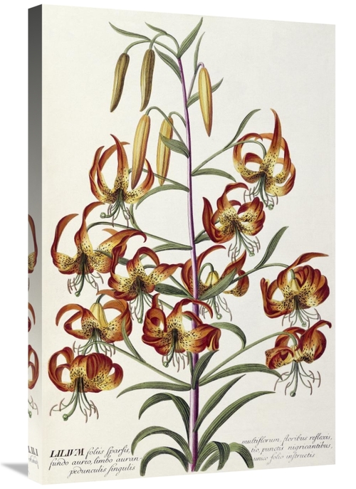 Global Gallery GCS-267957-30-142 30 in. Lilium - Plantae Selectae Art 