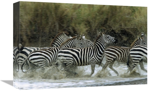 Global Gallery GCS-452552-1218-142 12 x 18 in. Burchells Zebra Herd
