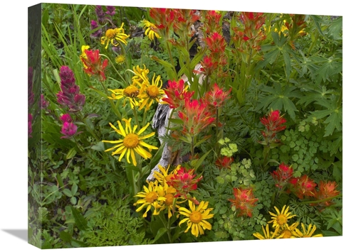 Global Gallery GCS-396853-1620-142 16 x 20 in. Orange Sneezeweed & Ind