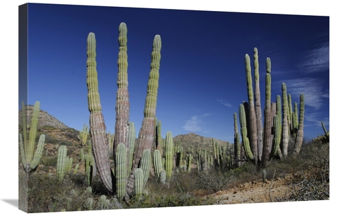 Global Gallery GCS-397722-2030-142 20 x 30 in. Cardon Cacti, Santa