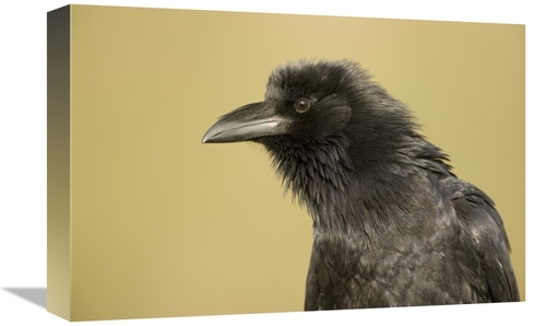 Global Gallery GCS-453352-1218-142 12 x 18 in. Common Raven Portrait&#