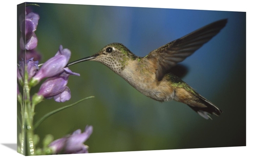 Global Gallery GCS-395925-1624-142 16 x 24 in. Broad-Tailed Hummingbir