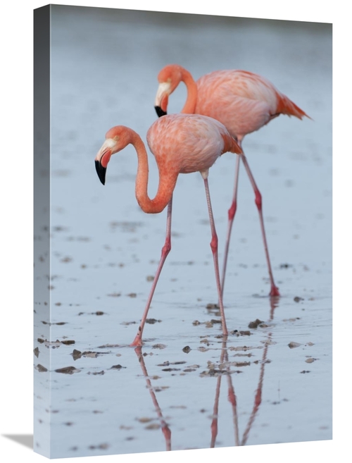 Global Gallery GCS-395616-1624-142 16 x 24 in. Greater Flamingo Pair W