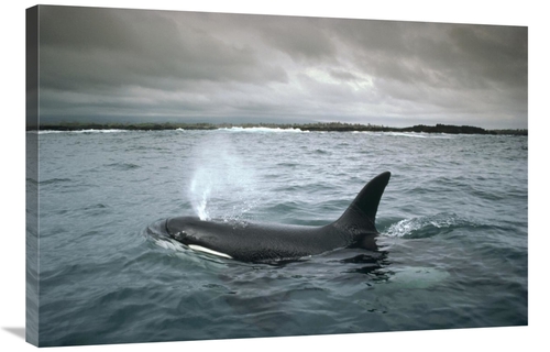 Global Gallery GCS-451188-2436-142 24 x 36 in. Orca, Santa Cruz Is