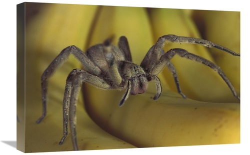 Global Gallery GCS-397506-1624-142 16 x 24 in. Hunting Spider or Banan