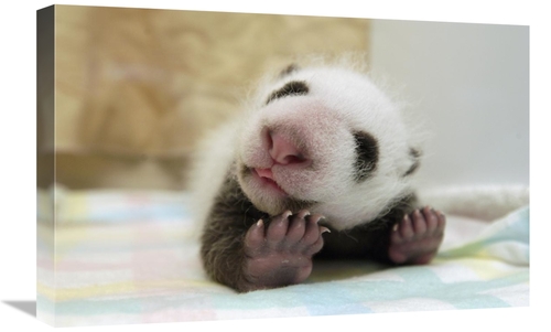 Global Gallery GCS-395887-1624-142 16 x 24 in. Giant Panda Baby Stretc