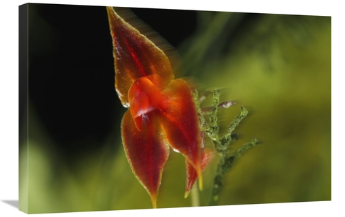 Global Gallery GCS-398559-2030-142 20 x 30 in. Orchid Blossoms, Fi