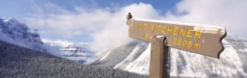 Panoramic Images PPI128433L Clarks Nutcracker - Nucifraga columbiana p