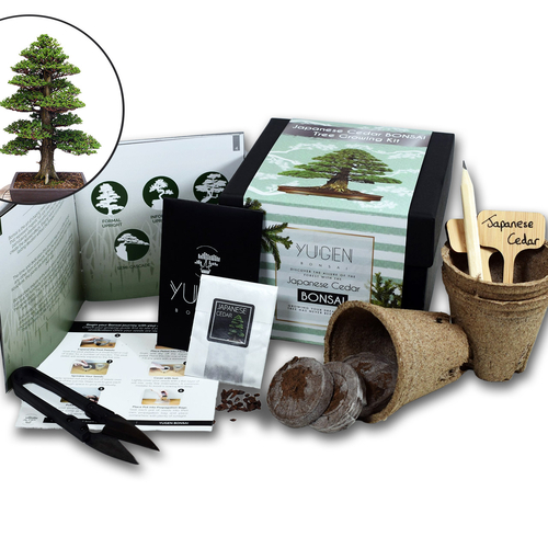 Japanese Cedar Bonsai Tree Growing Kit