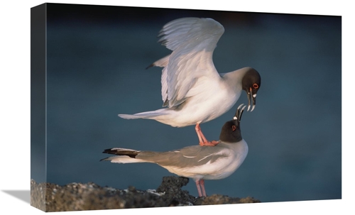 Global Gallery GCS-451519-1218-142 12 x 18 in. Swallow-Tailed Gull Pai