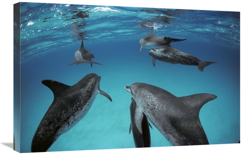 Global Gallery GCS-450678-2030-142 20 x 30 in. Atlantic Spotted Dolphi