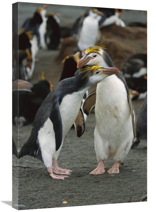 Global Gallery GCS-452444-2030-142 20 x 30 in. Royal Penguin Pair,