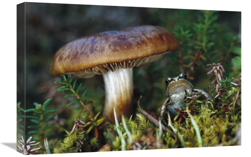 Global Gallery GCS-451915-1624-142 16 x 24 in. Wood Frog on Ground Nex