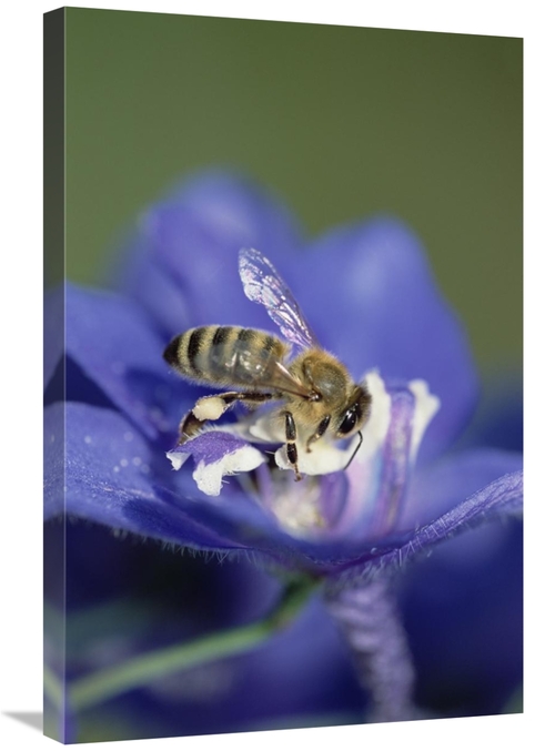 Global Gallery GCS-452545-2030-142 20 x 30 in. Honey Bee Gathering Pol